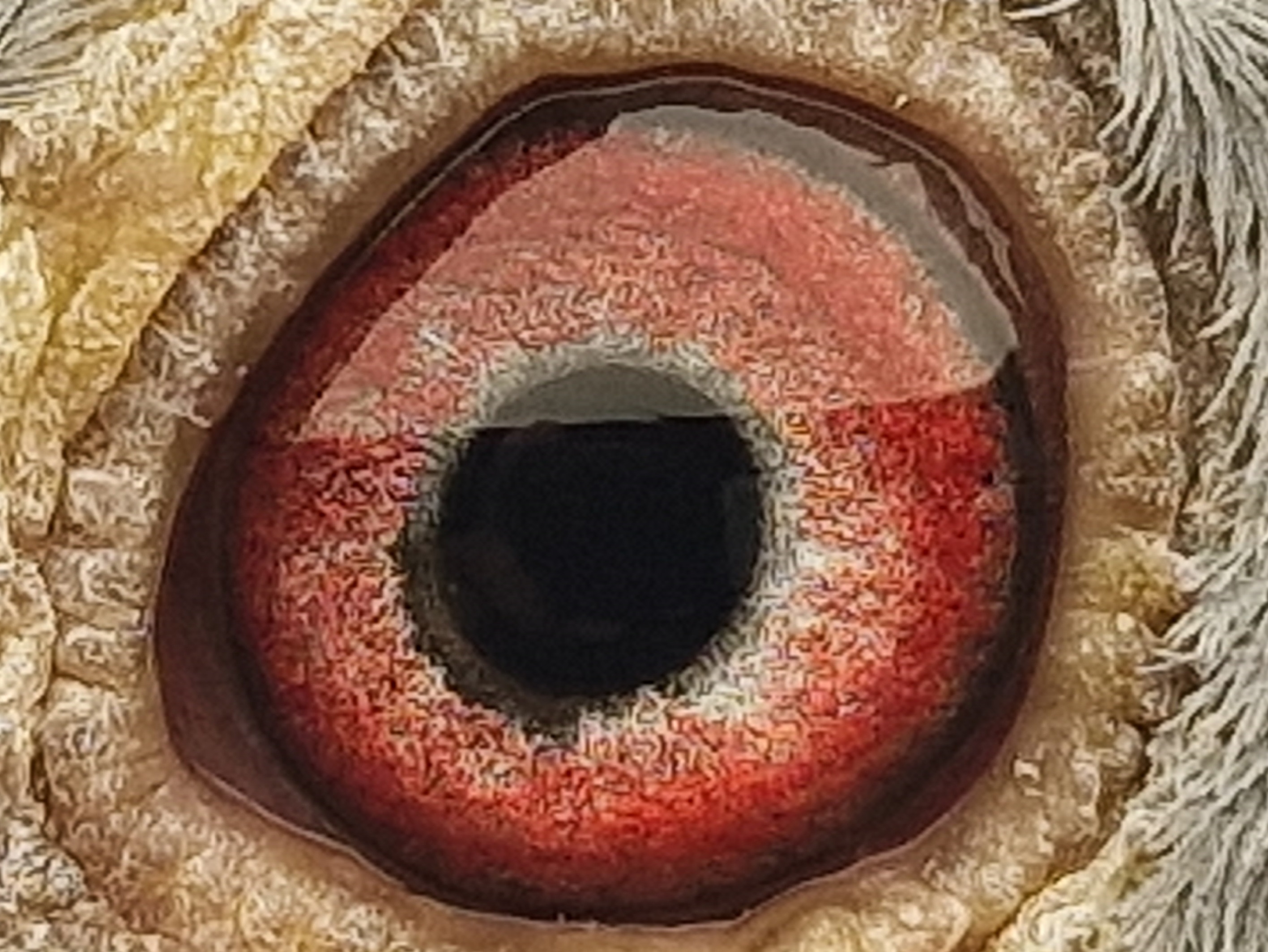 Pigeon eye